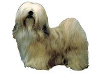 Lhasa apso pale standing
