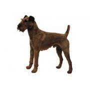 Irish terrier standing