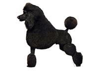 poodle black standing019T