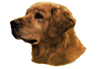 Golden retriever huvud 023T