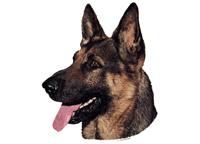 German Shepherd025T