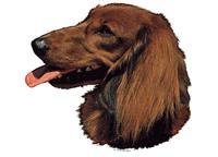 Dachshound longhaired026T