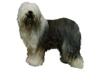 Old english sheepdog044T