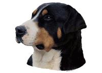 Grosser schweizer sennenhund