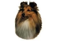 Shetland sheepdog