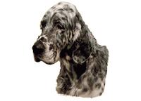 English setter 060T