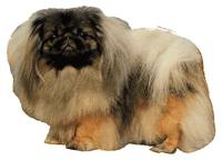 Pekingese