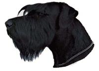 Giant schnauzer 068T