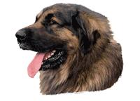 Leonberger