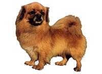 Tibetan spaniel096T