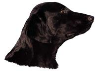 Flat coated retriever kopf