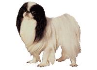 Japanese chin
