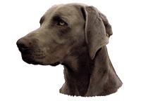 Weimaraner102T
