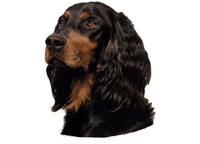 Gordon setter 110T