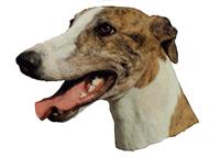 Greyhound brindle122T