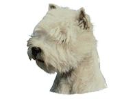West highland white terrier huvud126T