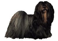 Lhasa apso mörk