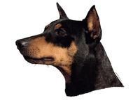 Pinscher kuperad