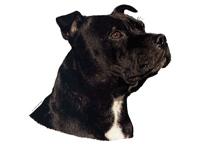 Staffordshire  bullterrier139T