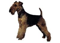 Welsh terrier standing140T