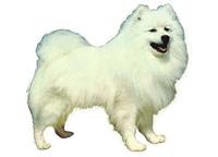 Japanese spitz146T