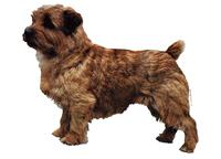 Norfolkterrier