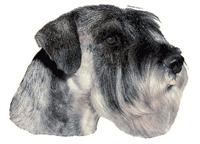Schnauzer stor