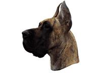 Great Dane brindle cropped177T