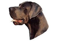Great Dane blue 182T