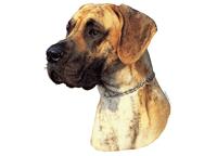 Great Dane brindle184T