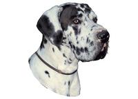 Great Dane harlequin 185T