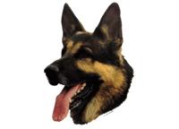 German Shepherd202T