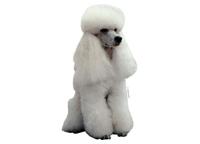 poodle white sitting208T