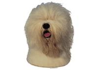 Old english sheepdog huvud228T