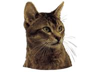 Abessinier vildfärgad502T