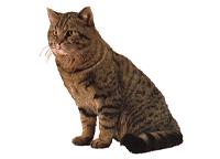 Brittish korthår511T