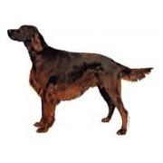 Irländsk setter stående