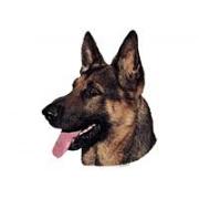 German Shepherd025T