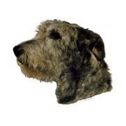 Irländsk värghund057T