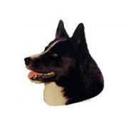 Karelian Bear Dog