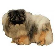 Pekingese