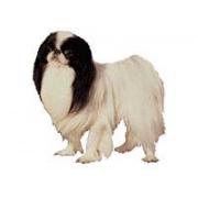 Japanese chin