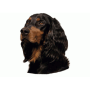 Gordon setter 110T