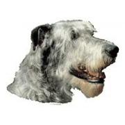 Irländsk värghund162T