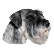 Schnauzer stor