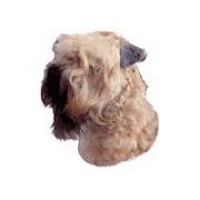 Soft coated wheaten terrier188T