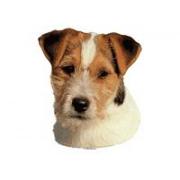 Jack russel terrier