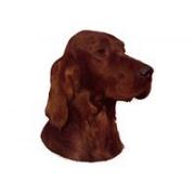 Irländsk setter huvud