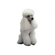 poodle white sitting208T